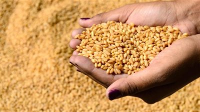 البحوث الزراعية: استنباط أصناف جديدة تتكيف مع الظروف المناخية لتحسين إنتاجية القمح