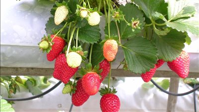 ماذا يحدث لجسمك عند تناول الفراولة يوميًا؟