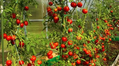 بـ 8 ملايين طن سنويًّا.. نقيب الفلاحين: مصر تحتل المركز الخامس في إنتاج الطماطم 