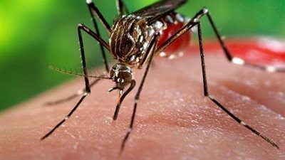 العثور على 13 حالة جديدة مصابة بفيروس زيكا في الهند