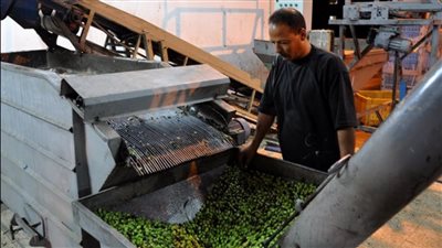 متحدث الزراعة: مصر تحتل المركز الأول عالميًا في إنتاج زيتون المائدة