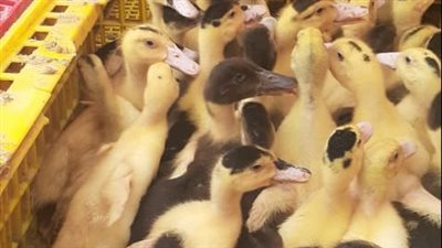 محافظ البحيرة: 43 ألفا و540 مستفيدا من مشروع تربية البط