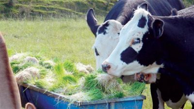 كيف تؤثر التغيرات المناخية على الثروة الحيوانية؟.. الزراعة تُجيب 