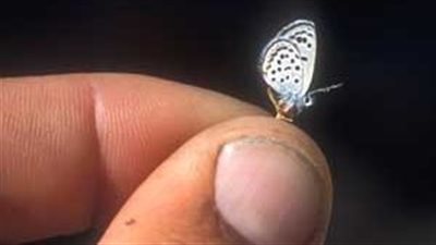 تفاصيل قرب انقراض أصغر فراشة في العالم بمصر بسبب التغيرات المناخية| خاص