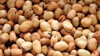 3000 جنيه زيادة في الطن.. نقيب الفلاحين: ارتفاع أسعار الفول البلدي 6 جنيهات في الكيلو