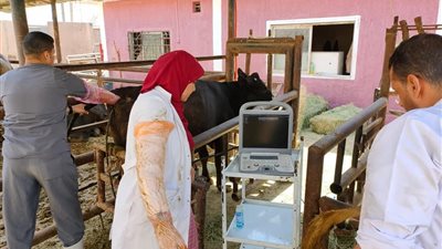 بحوث التناسليات ينظم دورتين لـ الأطباء البيطريين في مجال تشخيص الحمل والسونار للماشية |صور