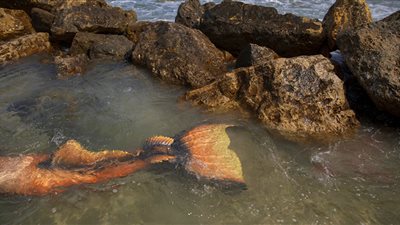 تدر 2 مليون دولار سنويا.. أستاذ علوم بحار يكشف قيمة عروس البحر