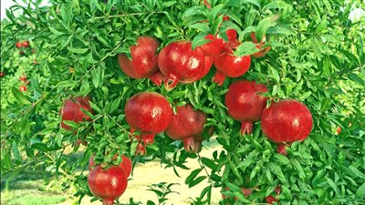 الزراعة تحذر مزارعي الرمان من 7 آفات خطيرة تؤثر على المحصول