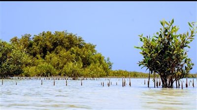 المأوى الأخير لغابات المانجروف.. تعرف على محمية نبق بجنوب سيناء| صور 
