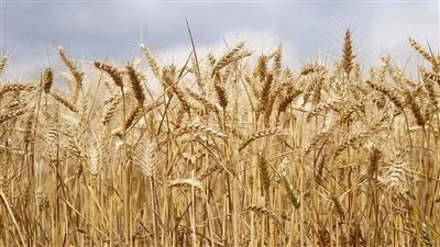 وزير الزراعة يكشف خطة التوسع في مساحات القمح بعد اعتماد لاتفيا مصدرا جديدا للاستيراد |خاص