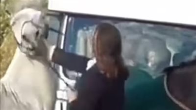 عدسات الكاميرا تضبط قائدة فريق لركوب الخيل تركل وتصفع حصانًا على وجهه بإنجلترا