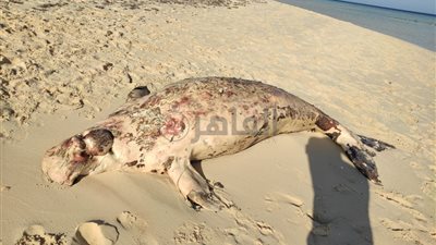 ننشر أول صور لعروس البحر النافقة قبالة سواحل مدينة سفاجا 