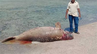 تفاصيل العثور على عروس بحر ميتة في أحد شواطئ مدينة سفاجا