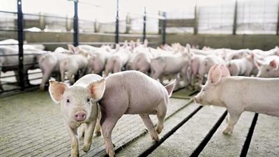 القرآن لم يحرمه.. عالم أزهري: لا توجد خصومة بين الإسلام والخنزير 