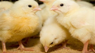 بعد موجه الارتفاع.. استقرار في أسعار الكتاكيت اليوم الأربعاء 10-11-2021