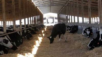 الزراعة: رفع كفاءة 218 مركزًا لتجميع الألبان.. وصغار المربين يمتلكون 80% من الثروة الحيوانية