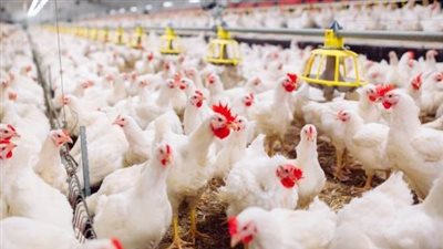 استقرار الفراخ البيضاء عند 28 جنيهًا للكيلو.. تعرف على أسعار الدواجن والطيور بالأسواق