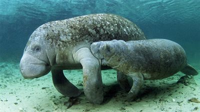 بعد نفوقها في البحر الأحمر.. القاهرة 24 يحاور أشهر متتبع لعروس البحر| خاص