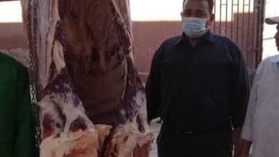 إعدام رأس ماشية مصابة بالسُل في المنيا