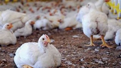 تعرف على أسعار الدواجن والطيور اليوم بالأسواق