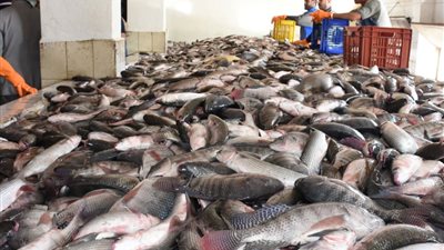 استقرار أسعار الأسماك اليوم السبت 4-12-2021 في الأسواق المحلية