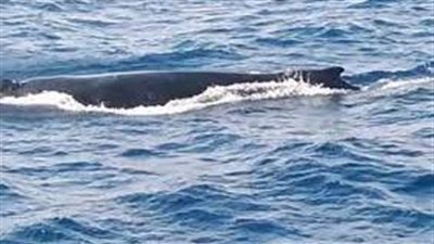 بعد اختفائه 3 سنوات.. أول ظهور للحوت الأحدب قبالة البحر الأحمر