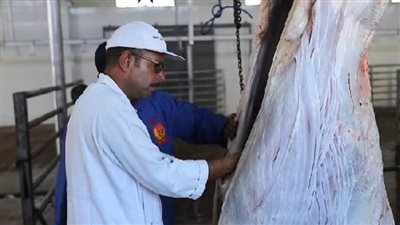 رحلة ذبح آمنة داخل المجزر الحكومي الألي ببورسعيد.. وأسعار مُدعمة للمواطنين بـ 90 جنيهًا للكيلو 