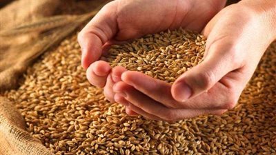 توقعات بارتفاع الأسعار.. مصر تدرس استيراد القمح من دولتين جديدتين بعد قرار الهند حظر التصدير 