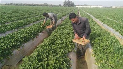 شريان الحياة للفلاح.. برلماني يتقدم بطلب إحاطة بسبب وقف السلف للمزارعين