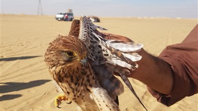 أين تذهب الحيوانات البرية المضبوطة في حملات التفتيش؟.. البيئة تجيب 