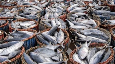 الـ 6 عالميًّا والأولى إفريقيًّا.. مصر تحقق الاكتفاء الذاتي في الإنتاج السمكي