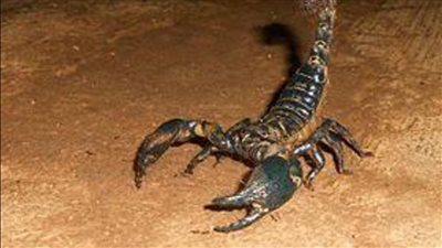 صحة أسوان: ارتفاع عدد المصابين بلدغات العقارب في أسوان إلى 400 حالة بسبب الطقس