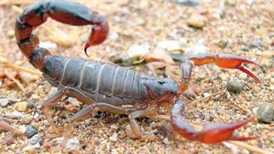 مركز تغير المناخ يحذر: خروج العقارب والثعابين من جحورها بسبب ارتفاع درجات الحرارة 