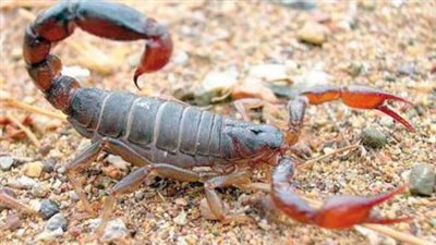 بسبب الأمطار والطقس السيئ.. صحة أسوان: 3 وفيات و503 إصابات بلدغات العقارب والثعابين