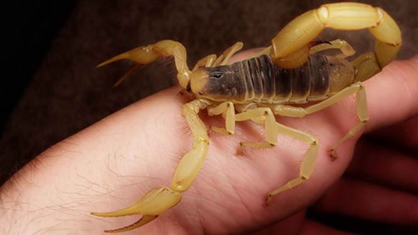 أدعية الوقاية من