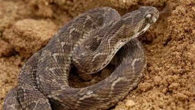 بعد ظهورها في أسوان.. ما هي الطريقة الصحيحة لمكافحة الثعابين في المنازل والأراضي الزراعية؟ 