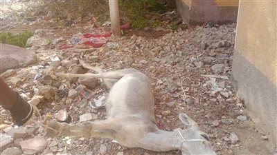 وفاة حمار صعقا بالكهرباء في عامود إنارة بعد حالة الطقس السيئ بأسوان