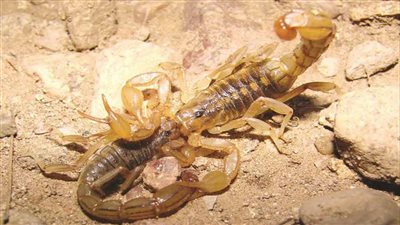 بعد تزايد إصابات مواطني أسوان.. أستاذ سموم بالإسكندرية تعرض إسعافات أولية منزليًا للدغة العقرب