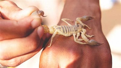 لو مافيش دكتور.. اعرف الإسعافات الأولية عند التعرض إلى لدغات العقارب 