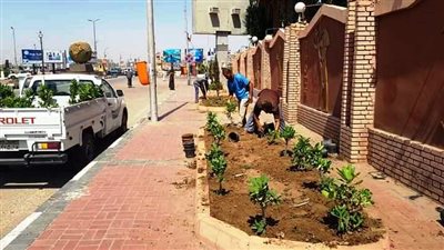 زراعة 10 آلاف و630 شجرة بمراكز ومدن سوهاج خلال أسبوعين