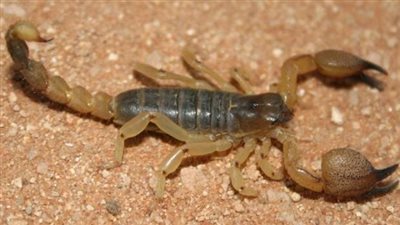 إصابة طالبة بلدغة عقرب بمنزلها في المنوفية