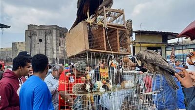 كيف تحركت الحكومة لمواجهة مافيا بيع الحيوانات البرية في سوق الجمعة؟