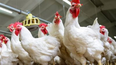 رجعت لسعر زمان.. أسعار الدواجن البيضاء تنخفض 30 جنيها في الأسواق 