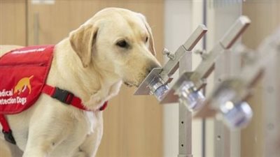 بث مباشر| تدريب الكلاب على اكتشاف مصابي كورونا.. وبيطري: تستطيع التوصل لمرضى الأورام