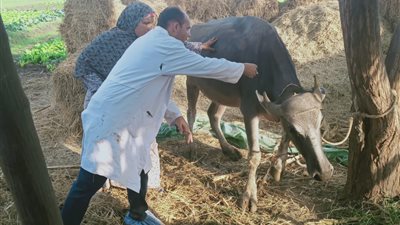 الزراعة: تحصين 172 ألف رأس ماشية ضد الحمى القلاعية | صور