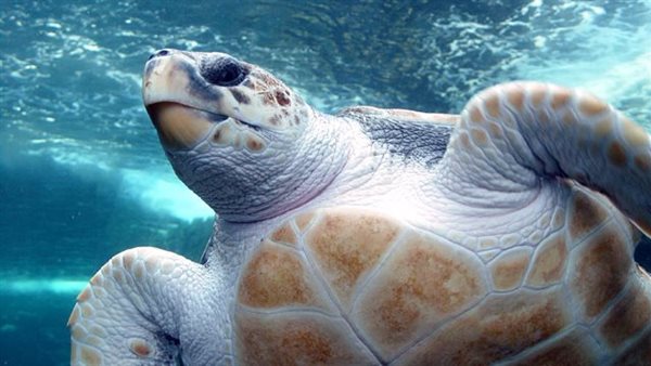 السلاحف البحرية 