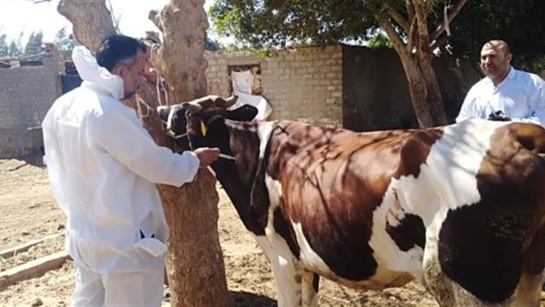 مرض الحمى القلاعية