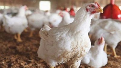 تعرف على أسعار الدواجن اليوم الخميس بالأسواق | بث مباشر