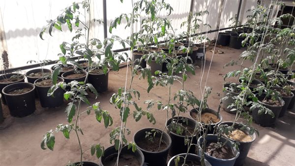 معهد أمراض النبات