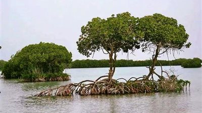 كيف تحد أشجار المانجروف من أزمة تغير المناخ وانبعاث غازات الاحتباس الحراري؟ 